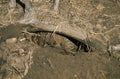 Short Beaked Echidna, tachyglossus aculeatus, Adult emerging from Den, Australia