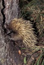 ECHIDNE A NEZ COURT tachyglossus aculeatus