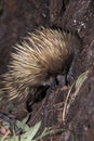 ECHIDNE A NEZ COURT tachyglossus aculeatus