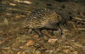 SHORT BEAKED ECHIDNA tachyglossus aculeatus, ADULT WALKING, AUSTRALIA