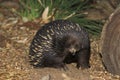 Short Beaked Echidna, tachyglossus aculeatus, Australia