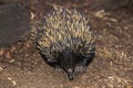 Short Beaked Echidna, tachyglossus aculeatus, Australia