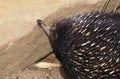 Short Beaked Echidna, tachyglossus aculeatus, Australia