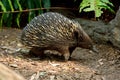 Short-beaked echidna Tachyglossus aculeatus