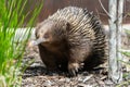 Short-beaked echidna Tachyglossus aculeatus