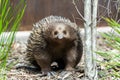 Short-beaked echidna Tachyglossus aculeatus