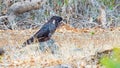 Male Short-Billed Carnaby`s Black Cockatoo
