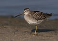 Short-billed Dowitcher Royalty Free Stock Photo