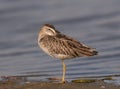 Short-billed Dowitcher