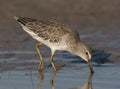 Short-billed Dowitcher Royalty Free Stock Photo