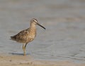 Short-billed Dowitcher on beach Royalty Free Stock Photo