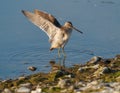 Short billed Dowitcher dancing at seaside beach Royalty Free Stock Photo