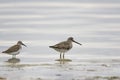 Short-billed Dowitcher and a Dunlin