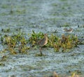 Short billed Dowitcher feeding at marsh swamp Royalty Free Stock Photo