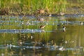 Short billed Dowitcher feeding at marsh swamp Royalty Free Stock Photo