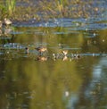 Short billed Dowitcher feeding at marsh swamp