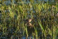 Short billed Dowitcher feeding at marsh swamp Royalty Free Stock Photo