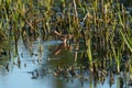 Short billed Dowitcher feeding at marsh swamp Royalty Free Stock Photo