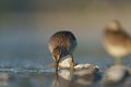 Short billed Dowitcher feeding at seaside beach Royalty Free Stock Photo