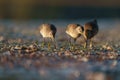 Short billed Dowitcher feeding at seaside beach Royalty Free Stock Photo