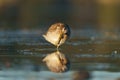 Short billed Dowitcher feeding at seaside beach Royalty Free Stock Photo