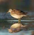 Short billed Dowitcher feeding at seaside beach Royalty Free Stock Photo