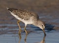 Short-billed Dowitcher fishing for food Royalty Free Stock Photo