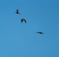 Short billed Dowitcher flying in the sky