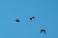 Short billed Dowitcher flying in the sky Royalty Free Stock Photo