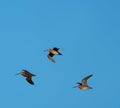 Short billed Dowitcher flying in the sky Royalty Free Stock Photo