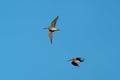 Short billed Dowitcher flying in the sky Royalty Free Stock Photo
