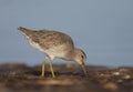 Short-billed Dowitcher, Limnodromus griscus