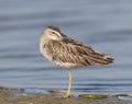 Short-billed Dowitcher, Limnodromus griscus