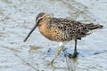 Short-billed Dowitcher