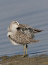 Short-billed Dowitcher preening Royalty Free Stock Photo