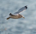 Short Billed Gull Flying And Feeding At Seaside