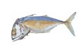 Short-bodied mackerel Rastrelliger brachysoma on the white ba