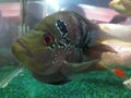 Short body flower horn fish in a petstore