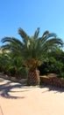 Short and Broad Pineapple Palm Tree in a Park