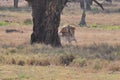 A Lion Kill Of A Grevy Zebra 2