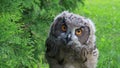 Eurasian Eagle owl shaking head