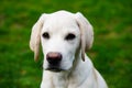 Labrador Retriever Puppy Royalty Free Stock Photo