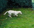 Labrador Retriever Puppy Royalty Free Stock Photo