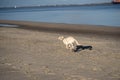 Labrador Retriever Puppy Royalty Free Stock Photo