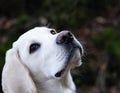 Labrador Retriever Puppy Royalty Free Stock Photo