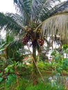 short coconut tree with many coconuts growing