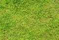 Short cut green grass background. Green grass field photo background. Spring banner of fresh green grass. Royalty Free Stock Photo