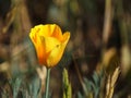 Short depth of field photo of an orange California blossom.