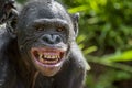 At a short distance close up portrait of Bonobo with smile. The Bonobo ( Pan paniscus),
