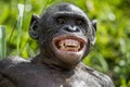 At a short distance close up portrait of Bonobo with smile. The Bonobo ( Pan paniscus),